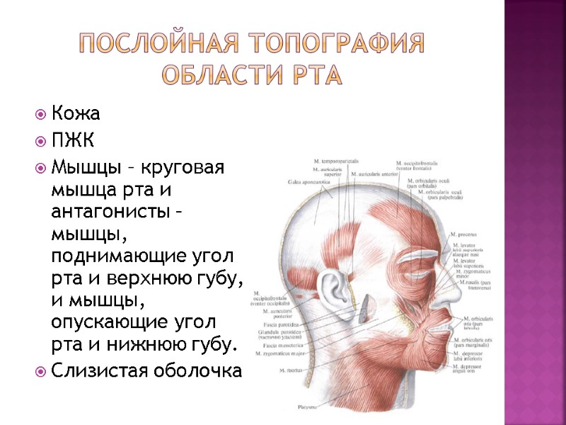 Послойная топография области рта Кожа ПЖК Мышцы – круговая мышца рта и антагонисты – Послойная топография области рта Кожа ПЖК Мышцы – круговая мышца рта и антагонисты –